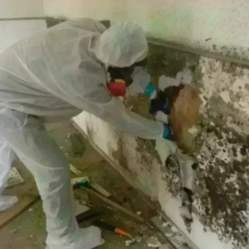 Mold Remediation and Removal in Hunter, TN